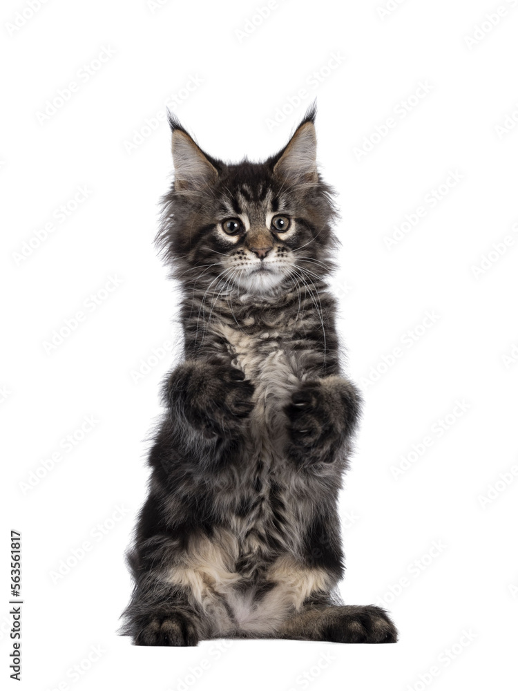 Cute classic black tabby Maine Coon cat kitten, sitting on hind paws with front paws in air like holding something. Looking funny beside camera. Isolated cutout on transparent background.