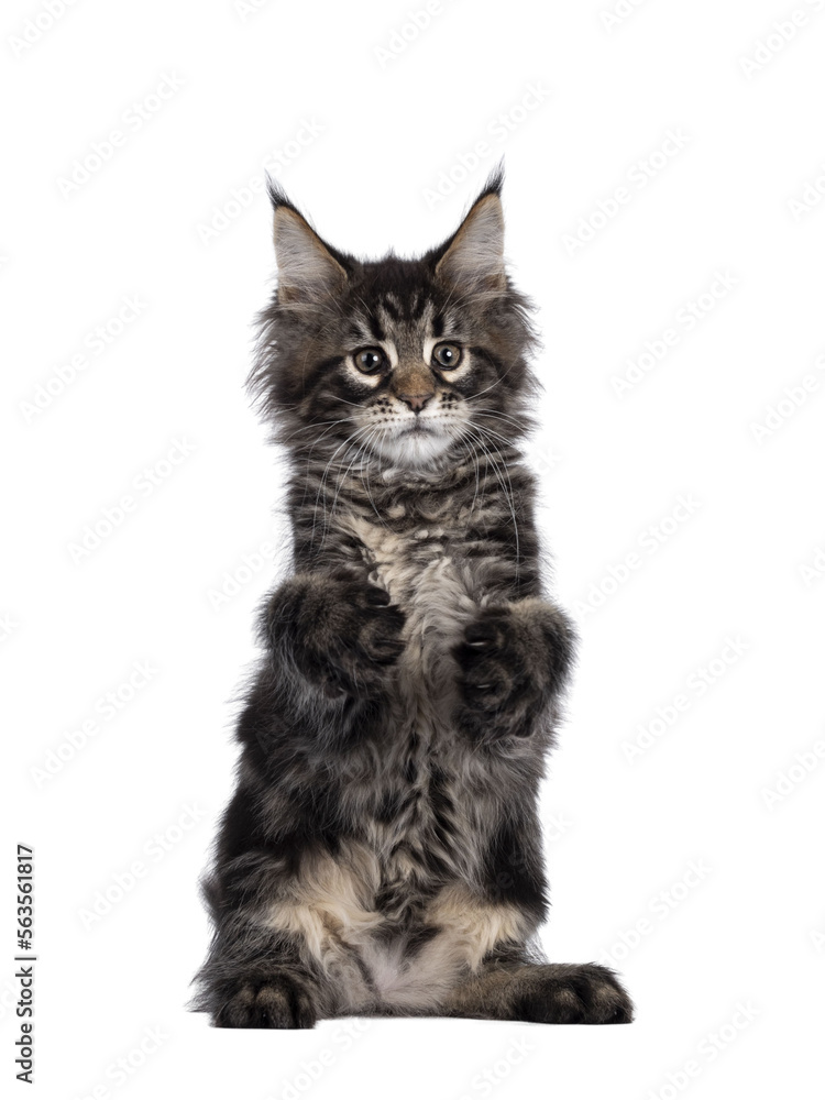 Obraz premium Cute classic black tabby Maine Coon cat kitten, sitting on hind paws with front paws in air like holding something. Looking funny beside camera. Isolated cutout on transparent background.