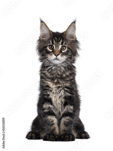 Cute classic black tabby Maine Coon cat kitten, sitting facing front. Looking curious towards camera. Isolated cutout on transparent background.