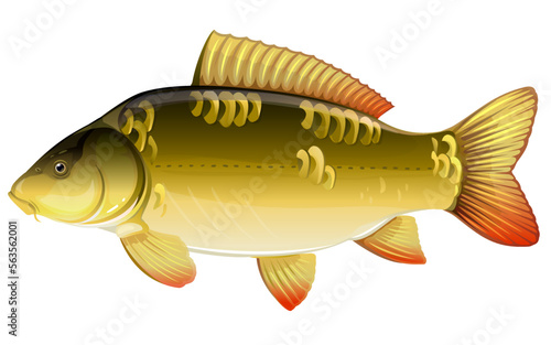 Realistic mirror carp fish isolated illustration, one freshwater fish on side view