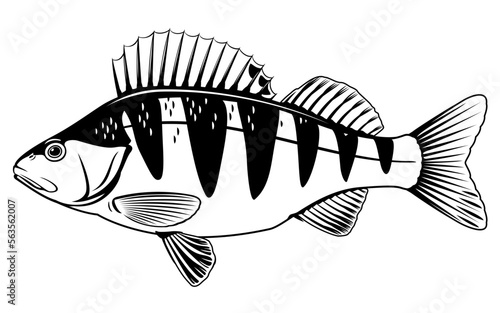 Realistic perch fish isolated illustration, one freshwater fish on side view photo