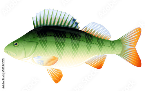 Realistic perch fish isolated illustration, one freshwater fish on side view