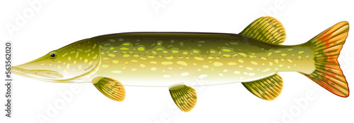 Realistic pike fish isolated illustration, one freshwater fish on side view