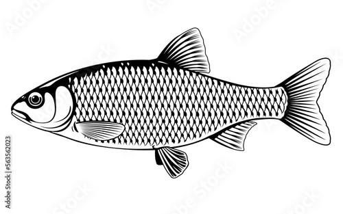Realistic roach fish in black and white isolated illustration, one freshwater fish on side view