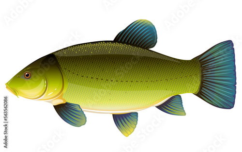 Realistic tench fish isolated illustration, one freshwater fish on side view