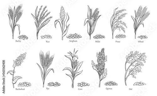 Grass cereal crops outline icon set vector illustration. Line hand drawing agriculture crops collection with grain plants and seeds of farm harvest from field, sorghum quinoa corn rice buckwheat wheat