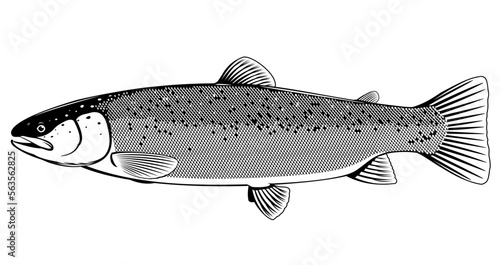 Realistic Atlantic salmon fish in black and white isolated illustration, one freshwater fish on side view