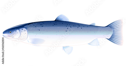 Realistic Atlantic salmon fish isolated illustration, one freshwater fish on side view