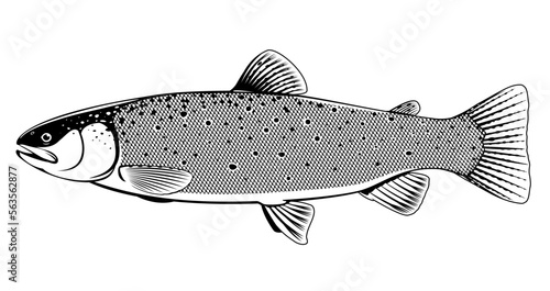 Realistic brown trout fish isolated illustration, one freshwater fish on side view
