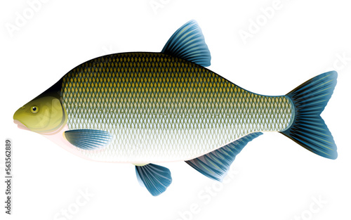 Realistic bream fish isolated illustration, one freshwater fish on side view