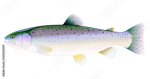 Realistic rainbow trout fish isolated illustration, one freshwater fish on side view