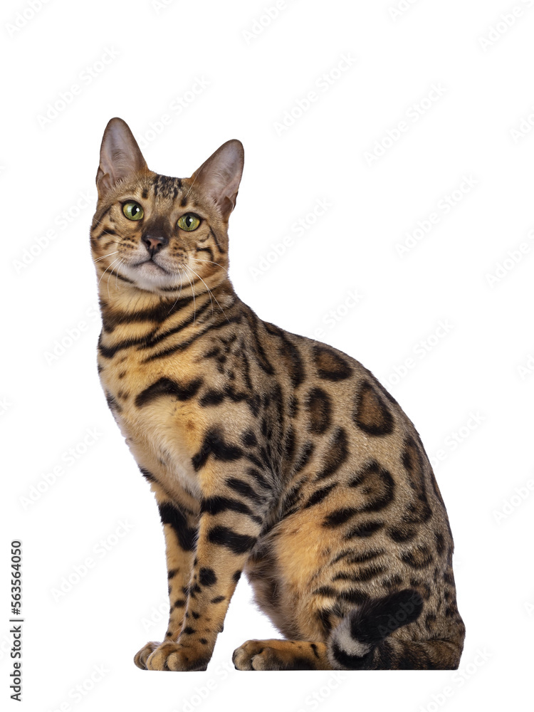 Handsome young male Bengal cat sitting side ways, looking to camera. Isolated cutout on transparent background.