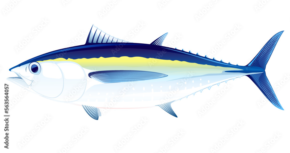 Blackfin tuna fish in side view, realistic sea fish illustration on white background, commercial and recreational fisheries Blackfin tuna fish in side view, realistic sea fish illustration on white background, commercial and recreational fisheries