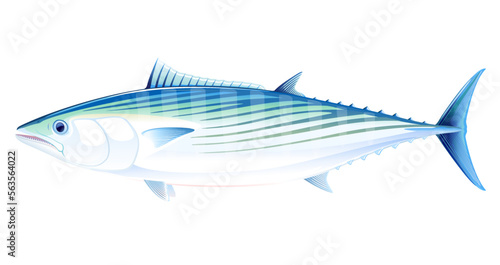 Atlantic bonito fish in side view, realistic sea fish illustration on white background, commercial and recreational fisheries