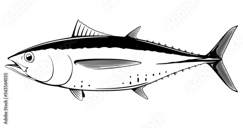 Blackfin tuna fish in side view in black and white isolated illustration, realistic sea fish illustration on white background, commercial and recreational fisheries