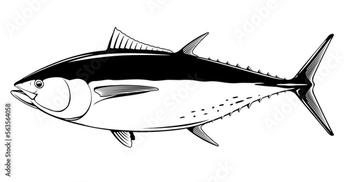 Atlantic bluefin tuna fish in side view in black and white isolated illustration, realistic sea fish illustration on white background, commercial and recreational fisheries