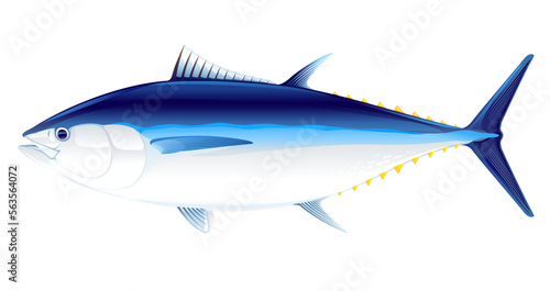 Atlantic bluefin tuna fish in side view, realistic sea fish illustration on white background, commercial and recreational fisheries