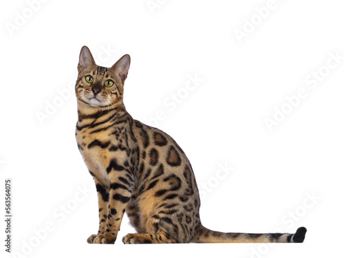 Handsome young male Bengal cat sitting side ways, looking to camera. Isolated cutout on transparent background.