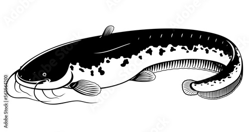 Realistic wels catfish in black and white isolated illustration, one big freshwater fish with long barbels and tail, bottom-dwelling fish