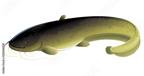 Realistic wels catfish isolated illustration, one big freshwater fish with long barbels and tail, bottom-dwelling fish photo