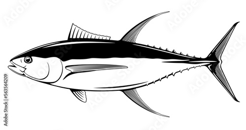 Yellowfin tuna fish in side view in black and white isolated illustration, realistic sea fish illustration on white background, commercial and recreational fisheries