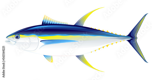 Yellowfin tuna fish in side view, realistic sea fish illustration on white background, commercial and recreational fisheries