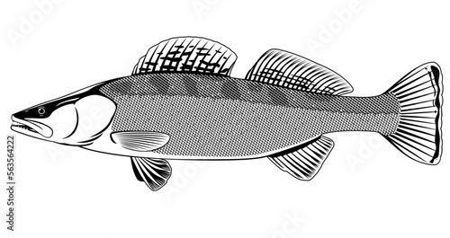 Realistic zander fish in black and white isolated illustration, one freshwater fish on side view