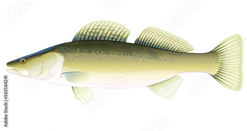 Realistic zander fish isolated illustration, one freshwater fish on side view