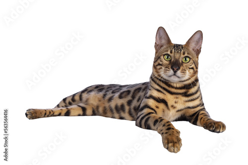 Handsome young male Bengal cat laying down side ways with paw over edge, looking to camera. Isolated cutout on transparent background.