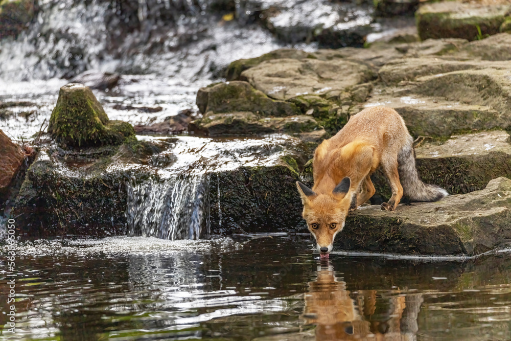 Cute fox is posing next to a waterfall drinking from a stream. Horizontally. 