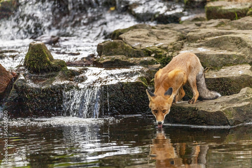 Cute fox is posing next to a waterfall drinking from a stream. Horizontally. 
