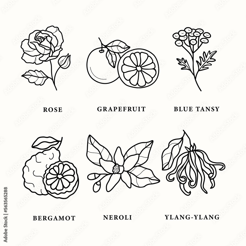 Set of line art essential oil plants and flowers - obrazy, fototapety, plakaty 
