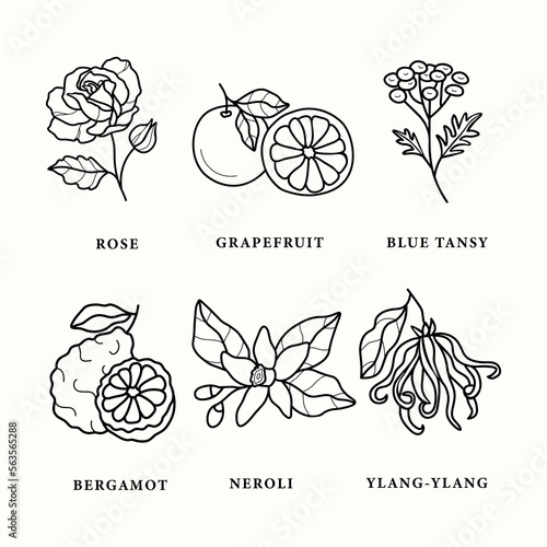 Set of line art essential oil plants and flowers