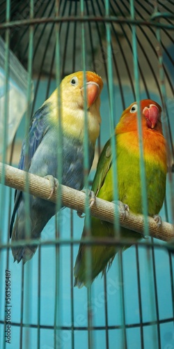 blue and yellow parrot, lovebird