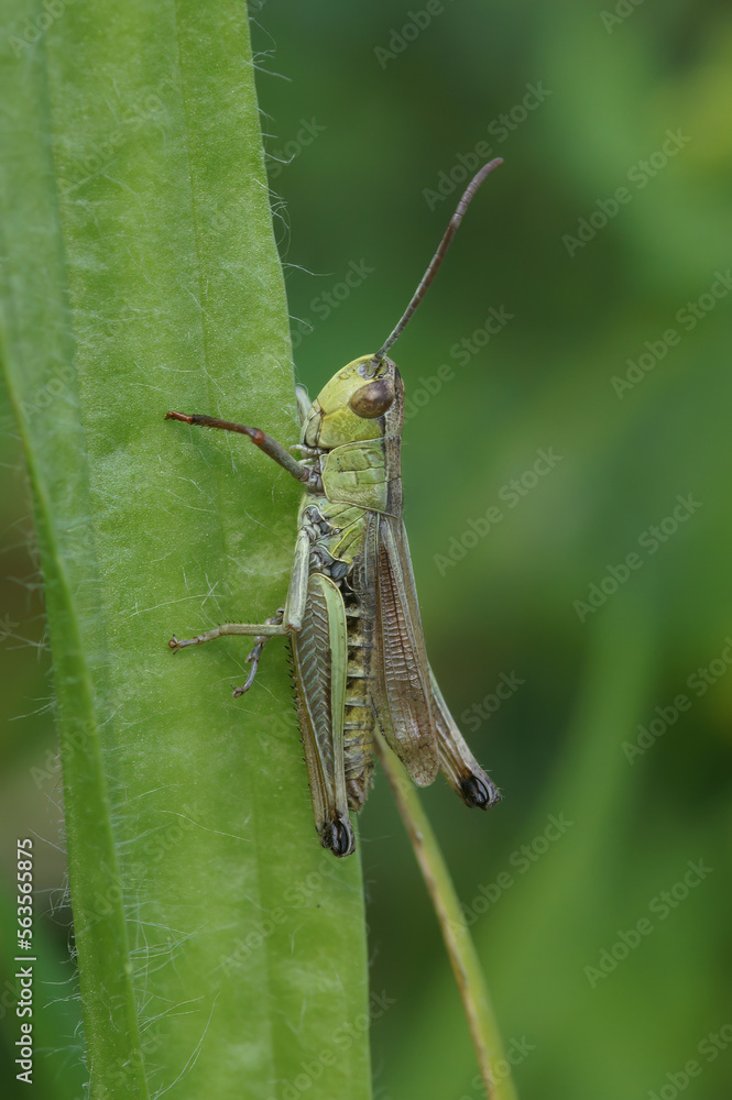 A vertical closeup of meadow grasshopper, Pseudochorthippus parallelus, on green plant stem A vertical closeup of meadow grasshopper, Pseudochorthippus parallelus, on green plant stem
