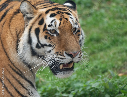 Close up of a predatory amur tiger's face