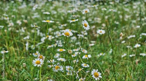 Field of daisies on sunny day in nature. Daisy chamomile flowers on summer day.