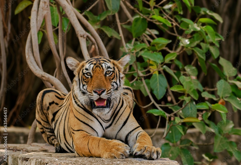 Obraz premium Wild tiger laying down on rocks with its mouth open looking towards the camera