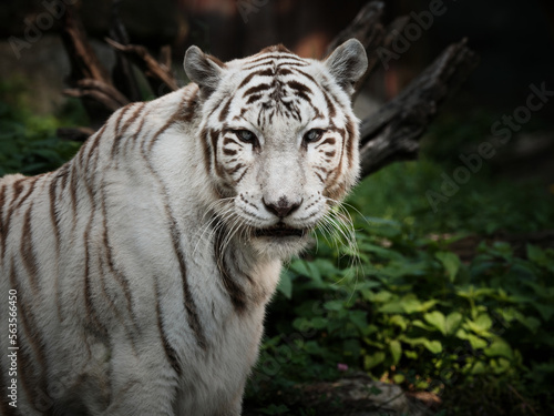 White Wild tiger 