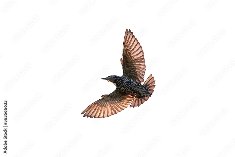 Fototapeta premium Common starling bird in flight isolated (Sturnus vulgaris)