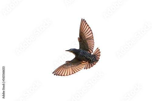 Common starling bird in flight isolated (Sturnus vulgaris)