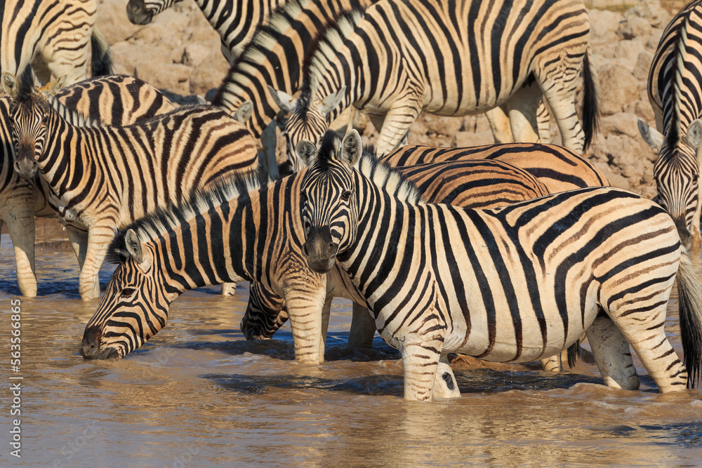 Zebras in natural habitat in Etosha National Park in Namibia. Zebras in natural habitat in Etosha National Park in Namibia.