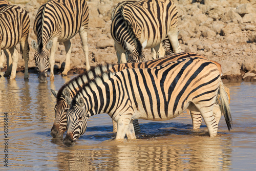 Zebras in natural habitat in Etosha National Park in Namibia.