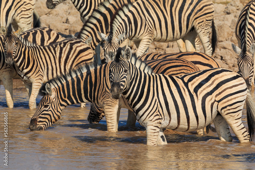 Zebras in natural habitat in Etosha National Park in Namibia.