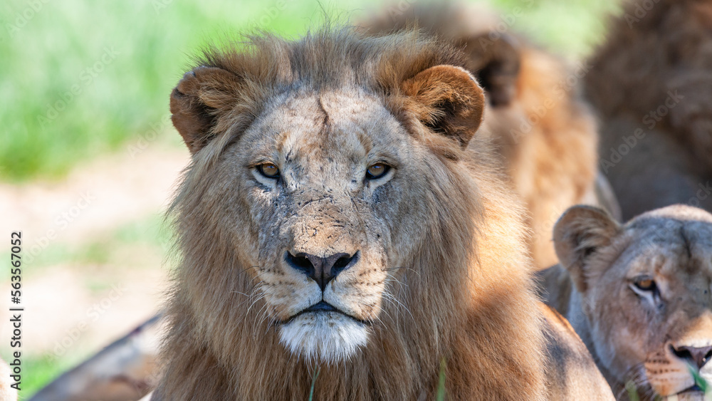 Fototapeta premium Lions Males Wildlife Close Up Telephoto Lens Photograph Wilderness Park Reserve .