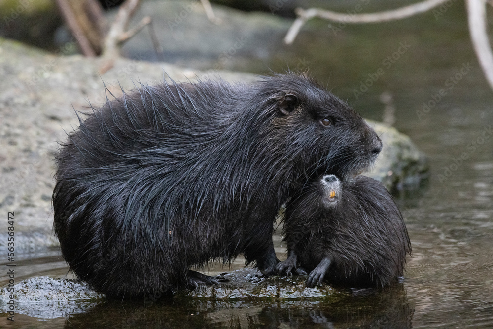 Nutria (Myocastor coypus)