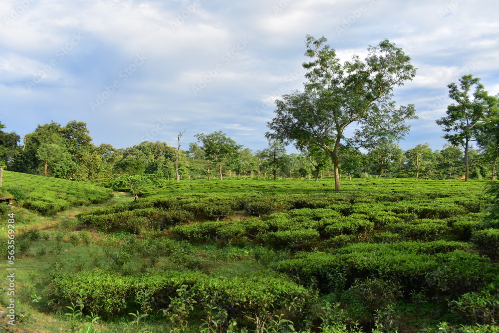 A tea garden in India