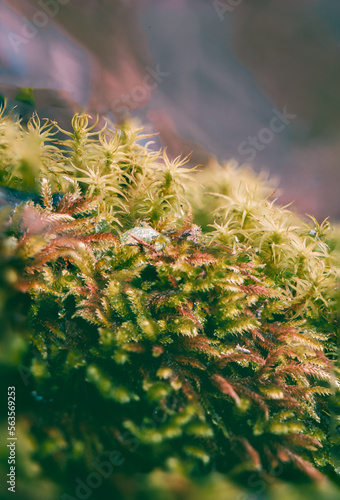Macro shot of a moss patch