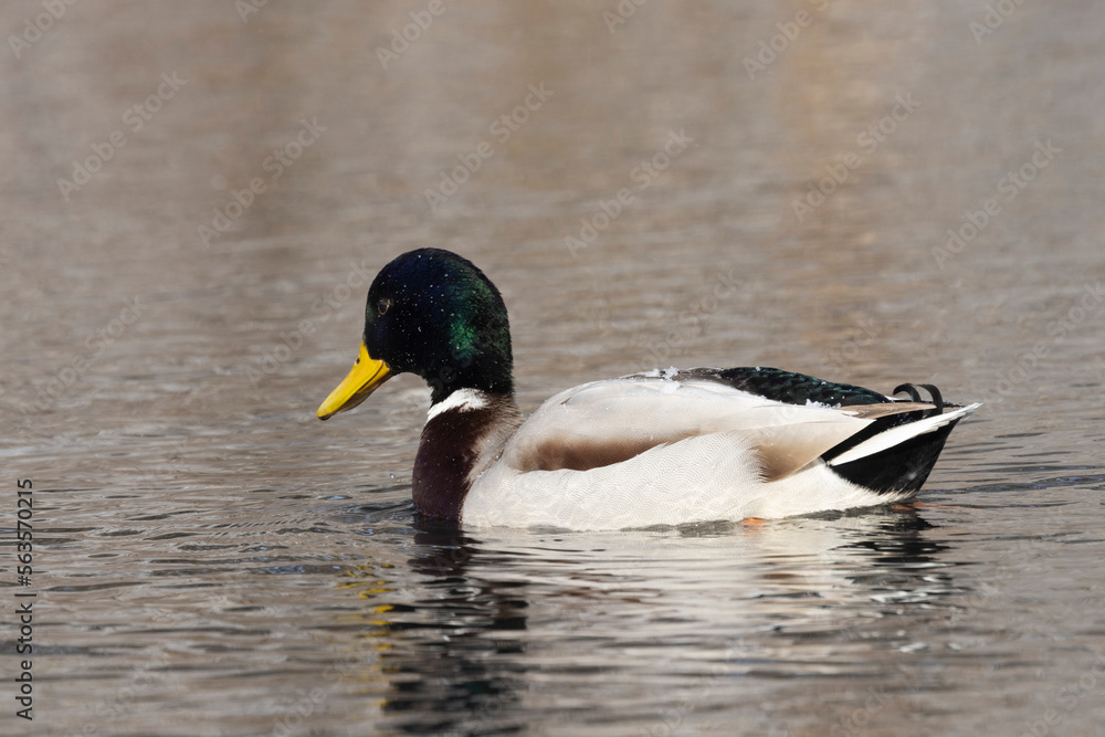 Fototapeta premium Stockente (Anas platyrhynchos)