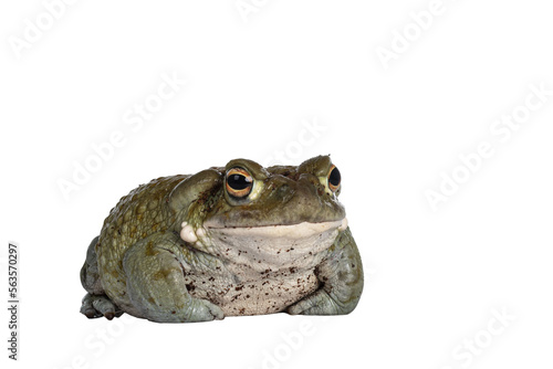 Quadro su tela Bufo Alvarius aka Colorado River Toad, sitting facing front